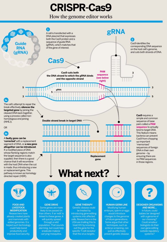 crispr-cas9-web-royal-society-biology