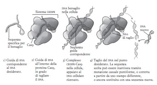 schema-crispr-dal-mio-libro