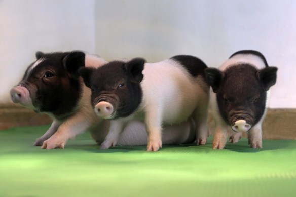 perv free piglets eGenesis