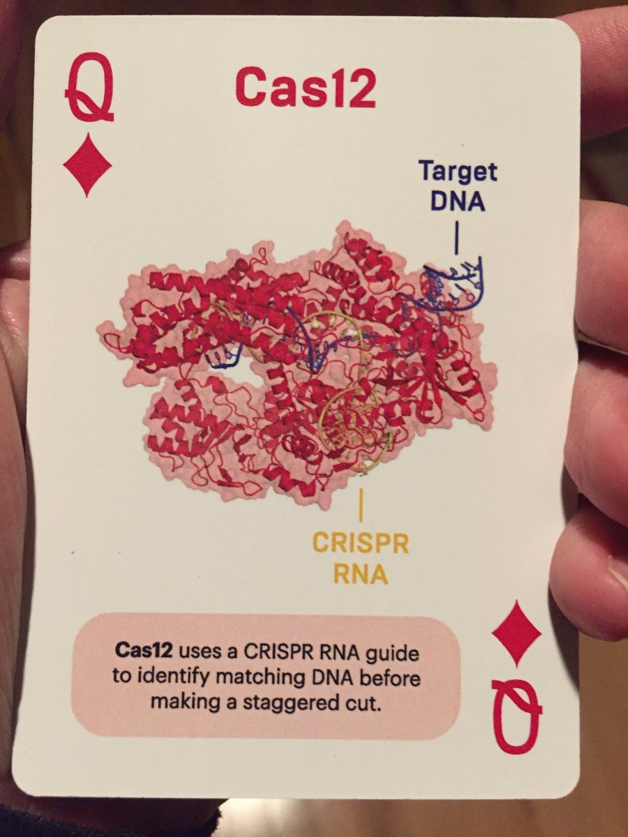 Cas12 playing card