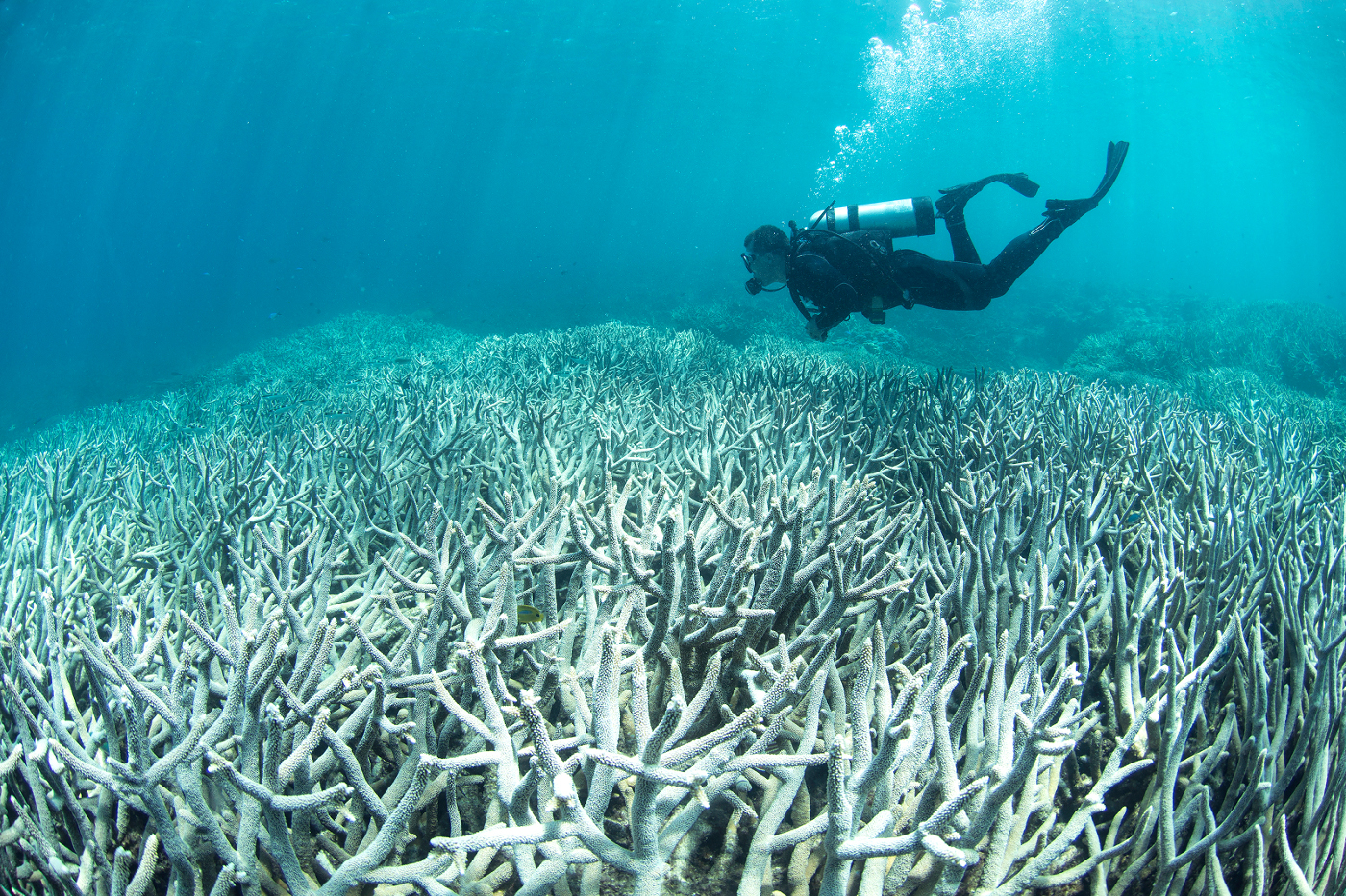 coral bleaching