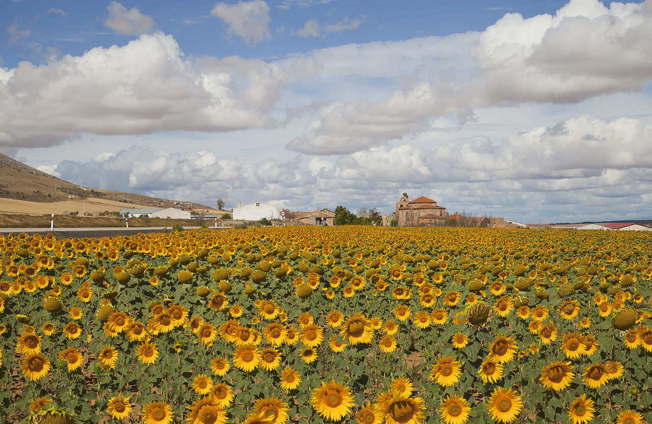 sunflowers in Spain