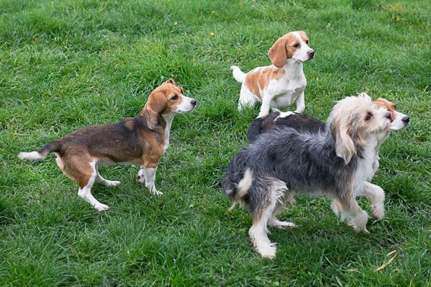 dogs-muscular-dystrophy