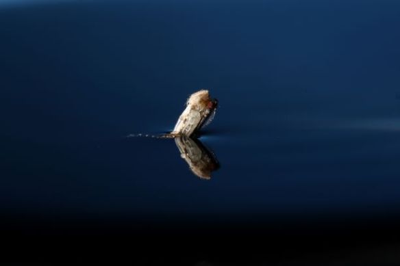 Female Anopheles gambiae mosquito emerging into adult - 1 small