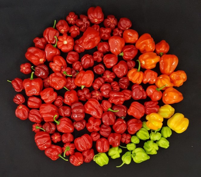 this image shows habanero peppers (a cultivated variety of capsicum chinense) credit emmanuel rezende naves