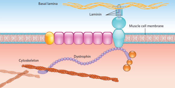 Duchenne CRISPR