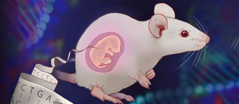 in utero genome editing